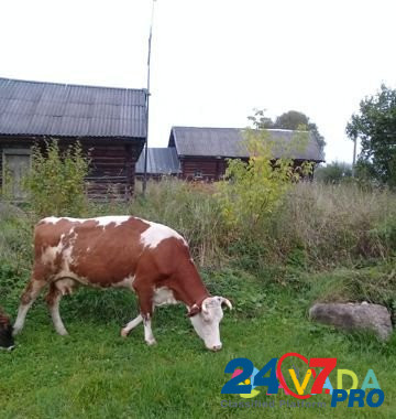 Продам корову Лихославль - изображение 3