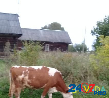 Продам корову Лихославль - изображение 1