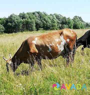 Коровы Bolokhovo