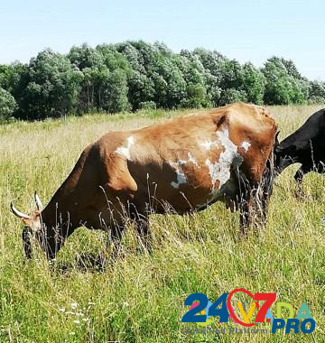 Коровы Bolokhovo - photo 2