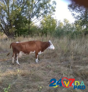 Корова Orlovo - photo 1