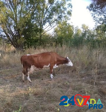 Корова Орлово - изображение 2