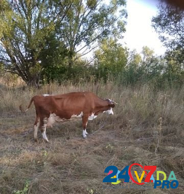 Корова Orlovo - photo 3