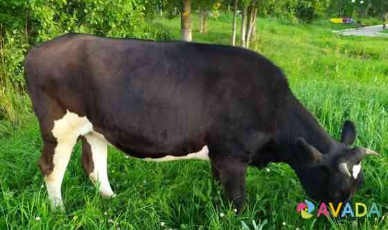 Нетель черно-пестрая от молочной коровы Zyukayka