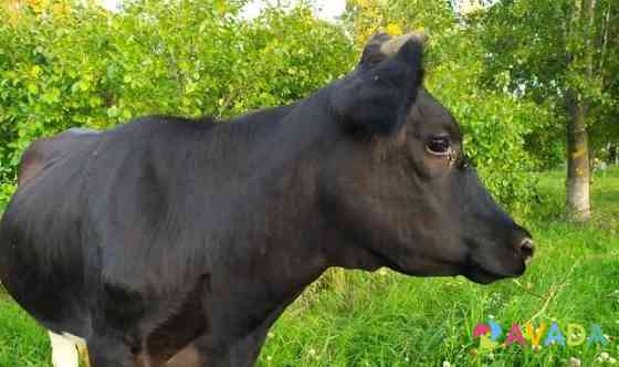 Нетель черно-пестрая от молочной коровы Zyukayka