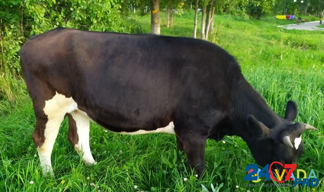 Нетель черно-пестрая от молочной коровы Zyukayka - photo 6