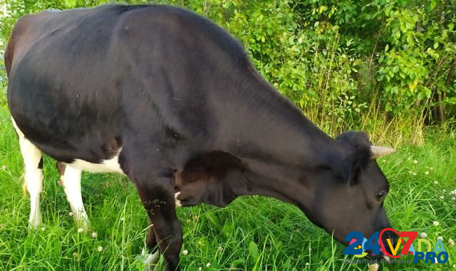 Нетель черно-пестрая от молочной коровы Zyukayka - photo 8