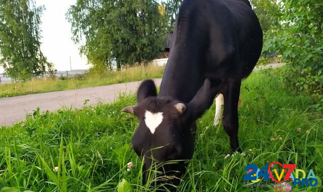 Нетель черно-пестрая от молочной коровы Zyukayka - photo 7