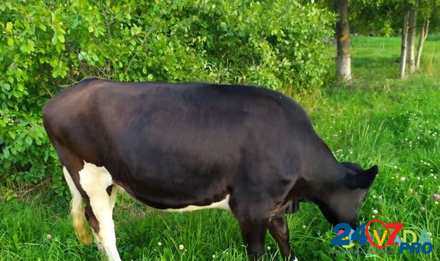 Нетель черно-пестрая от молочной коровы Zyukayka - photo 5