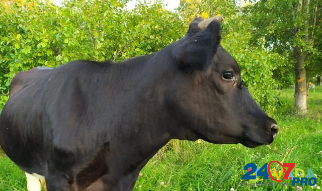 Нетель черно-пестрая от молочной коровы Zyukayka - photo 2