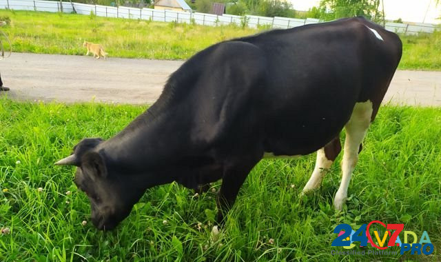 Нетель черно-пестрая от молочной коровы Zyukayka - photo 4