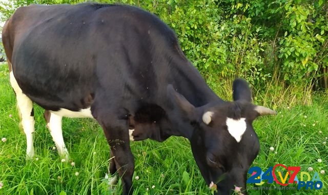 Нетель черно-пестрая от молочной коровы Zyukayka - photo 3