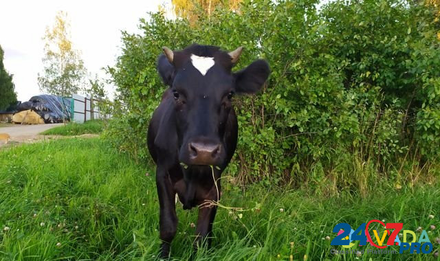 Нетель черно-пестрая от молочной коровы Zyukayka - photo 1