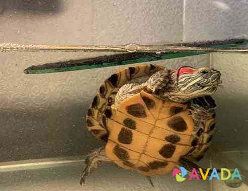 Красноухая черепаха Chelyabinsk