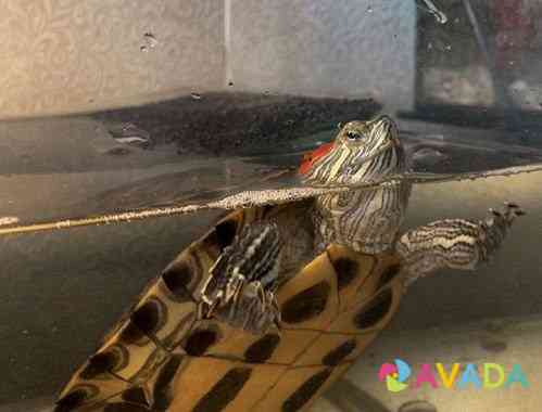 Красноухая черепаха Chelyabinsk