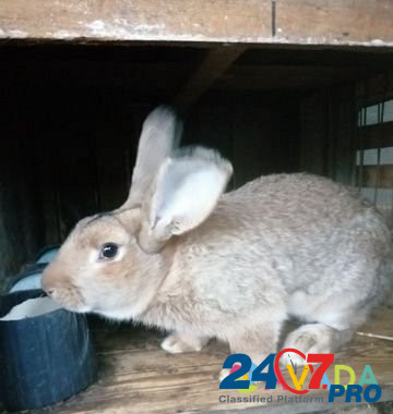 Кролик Razvil'noye - photo 2