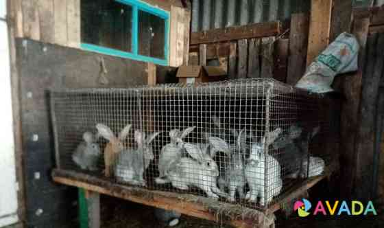 Кролики Шербакуль