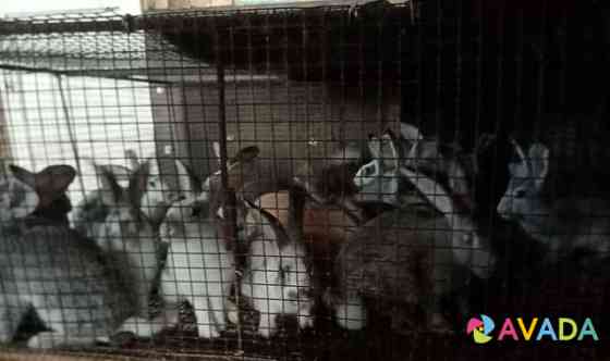 Кролики Sherbakul'