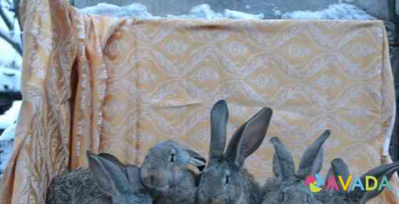 Кролики мясных пород Ivanovo