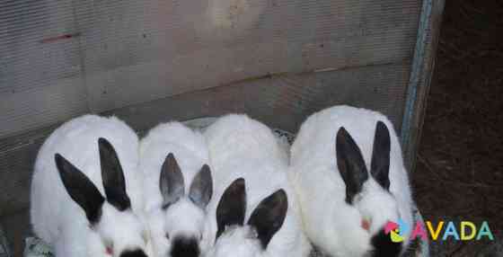 Кролики мясных пород Ivanovo