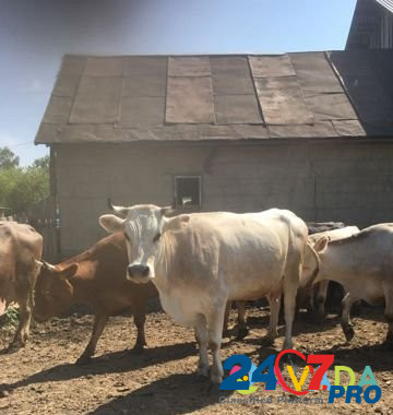 Продажа коров Gorodets - photo 4