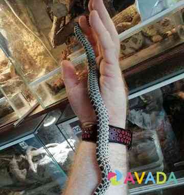 Гоферовые змеи (Pituophis Catenifer Sayi) Krasnodar