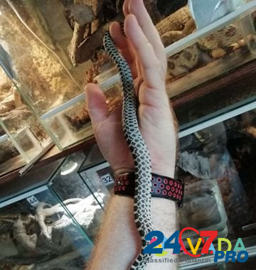 Гоферовые змеи (Pituophis Catenifer Sayi) Krasnodar - photo 5