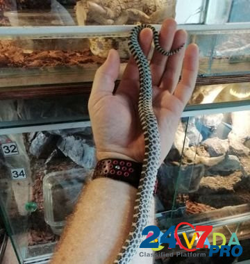 Гоферовые змеи (Pituophis Catenifer Sayi) Krasnodar - photo 7