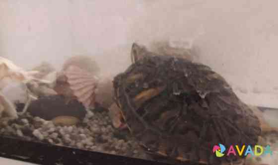 Черепаха красноухая Vologda