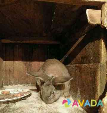 Кролики фландеры Zhigulevsk