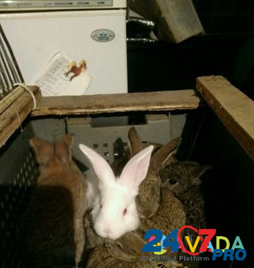 Кролики фландеры Zhigulevsk - photo 4