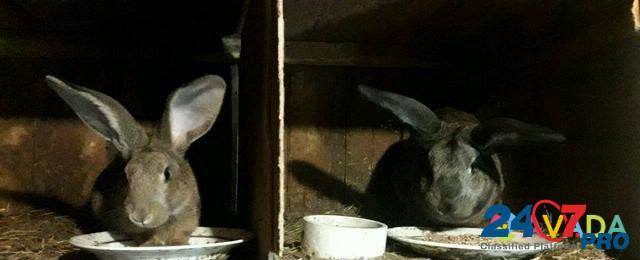 Кролики фландеры Жигулевск - изображение 6