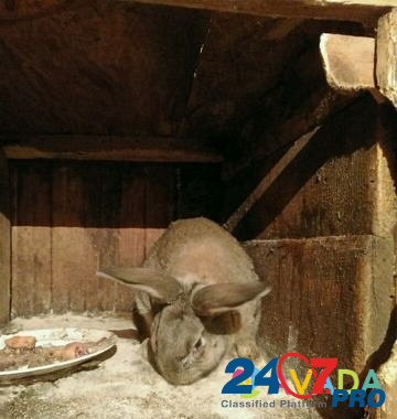 Кролики фландеры Zhigulevsk - photo 3