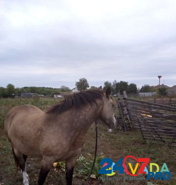 Лошадь Gorodok Imeni Marshala Zhukova - photo 1