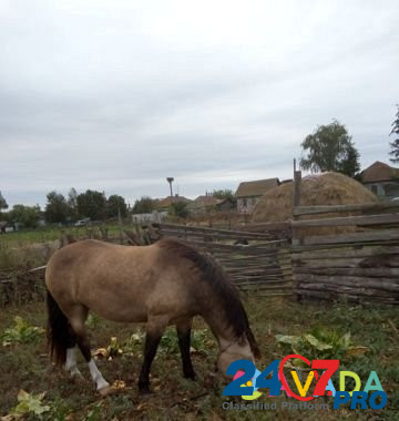 Лошадь Gorodok Imeni Marshala Zhukova - photo 3