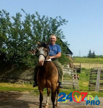 Лошадь Gorodok Imeni Marshala Zhukova - photo 4