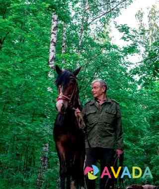Лошадь Dmitriyevka
