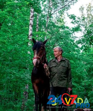 Лошадь Dmitriyevka - photo 2