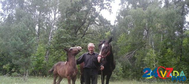 Лошадь Dmitriyevka - photo 4