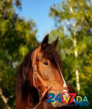 Лошадь Dmitriyevka - photo 1