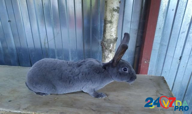 Кролики Stupino - photo 1