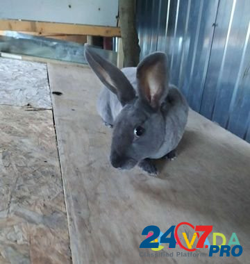Кролики Stupino - photo 6