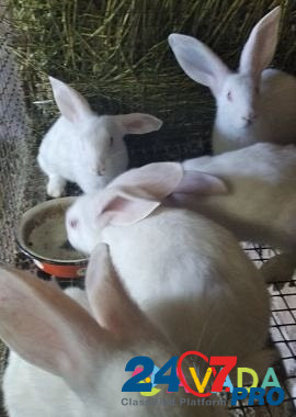Белый паннон самцы чистокровные крольчата Подстепки - изображение 2