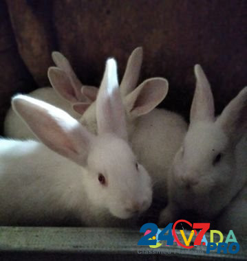Белый паннон самцы чистокровные крольчата Podstepki - photo 1