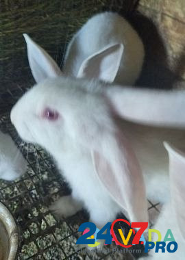 Белый паннон самцы чистокровные крольчата Podstepki - photo 4