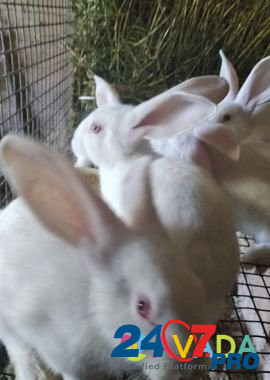 Белый паннон самцы чистокровные крольчата Подстепки - изображение 3