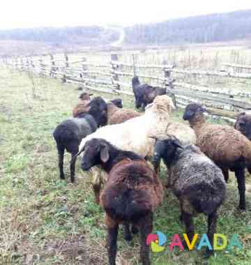 Овцы курдючные Ulu-Telyak