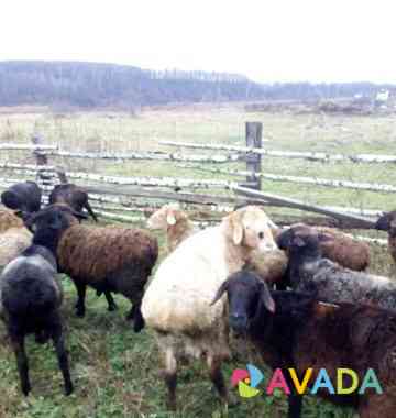 Овцы курдючные Улу-Теляк