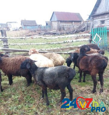 Овцы курдючные Ulu-Telyak - photo 3
