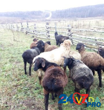 Овцы курдючные Ulu-Telyak - photo 2